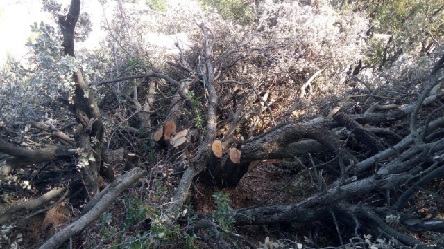 Antalya’da hazine ve sarı alan arazilerindeki ağaç katliamına tepki

Detaylar==-https://www.batiakdeniztv.com/cevre/antalyada-hazine-ve-sari-alan-arazilerindeki-agac-katliamina-tepki-h26751.html

BATI AKDENiZ GAZETESi
